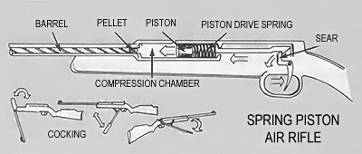 Dangerous Misconceptions: Will a Pellet Gun Kill a Groundhog Instantly