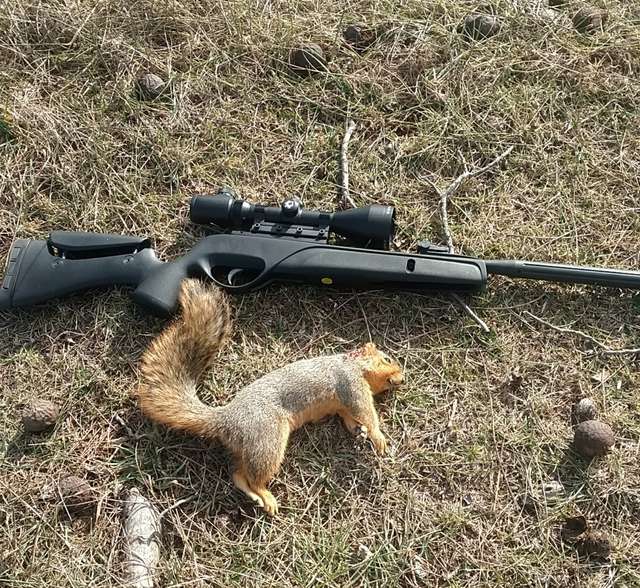 5 Shocking Mistakes Everyone Makes in Squirrel Hunting with Air Rifle ...