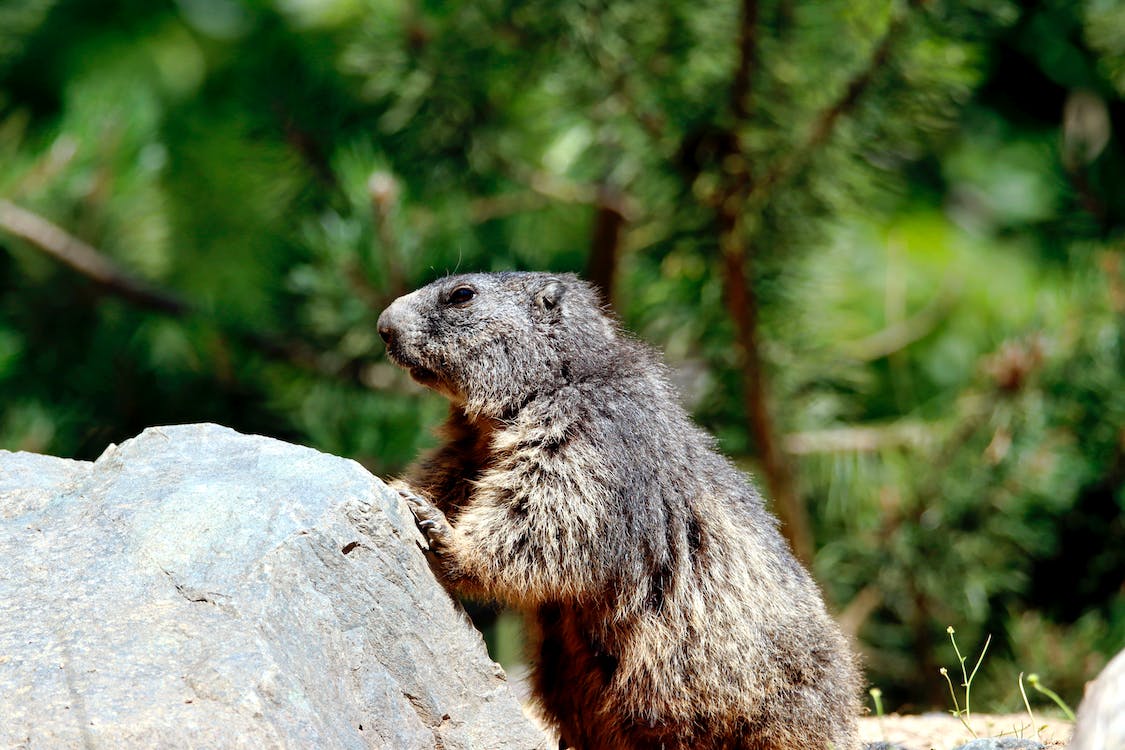 Ultimate Guide Series: How to Hunt Groundhogs - Old Oak Syndicate