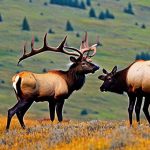 Affordable Adventures: Guided Elk Hunts for Every Budget