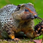 Game Changer: The Ultimate Guide on How to Catch a Woodchuck in a Trap!