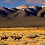 Chasing the Ultimate Trophy: My Unforgettable New Mexico Cow Elk Hunt Experience