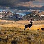 Chasing the Ultimate Thrill: My Wyoming Cow Elk Hunt Adventure