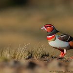 Why Chukar Bird Hunting is the Ultimate Challenge for True Hunters!