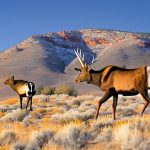 Experience the Thrill of a Lifetime with Cow Elk Hunts in New Mexico