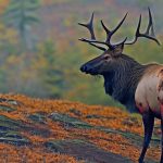 Exploring the Best Elk Hunting Zones in Pennsylvania: A Comprehensive Guide