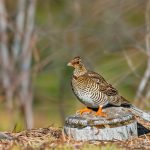 Male vs Female Ruffed Grouse: How to tell the difference and how it can impact hunting!