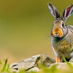 Stop Guessing: Know Exactly Where to Shoot a Rabbit with a Pellet Gun!