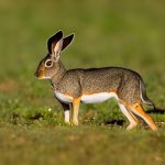 How to Hunt Jackrabbits: Simple Guide