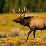 Bull Elk 357: The Majestic Beast of the Wild