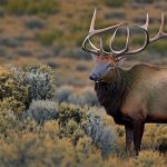 Top 5 Must-Read Elk Hunting Books for Every Avid Hunter