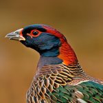 What Do You Hunt Pheasant With? A Comprehensive Guide for Every Hunter