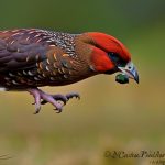 No Dog? No Problem! How to Hunt Pheasant Without a Dog and Still Bag Your Limit!