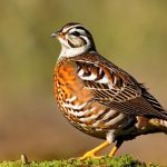 What Do Quail Eat? The Ultimate Guide for Every Hunter’s Success!