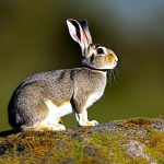 When Do Rabbits Breed in the Wild? The Answer That Will Revolutionize Your Hunting Approach!