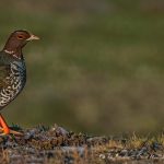 Revealed: The Absolute Best Time of Day to Hunt Grouse!