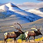 The Rich Tradition of White Mountain Apache Tribe Elk Hunting: A Cultural Legacy Preserved Through Time