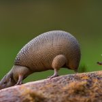 Ultimate Guide Series: How to Hunt Armadillos