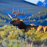 The Ultimate Guide to a Successful $750 Elk Hunt: Tips and Tricks for Bagging Your Trophy Bull