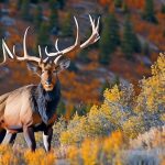 Unleashing the Thrill of High Fence Elk Hunts in Colorado: A Guide for Adventurous Hunters