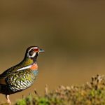 Unlock the Secret: When is the Best Time of Day to Hunt Quail?