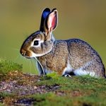 Unlock the Secrets: How to Hunt Rabbits Without a Gun and Boost Your Survival Skills!