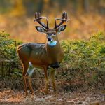 alabama black belt deer hunting