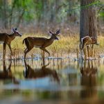 alazan bayou wma deer hunting