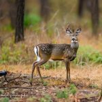 arkansas urban deer hunt 2023