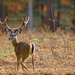 arkansas youth deer hunt 2023 schedule