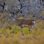 cactus jack deer hunting