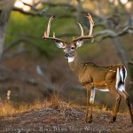 cheap deer hunts texas