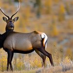 elk and mule deer combo hunts