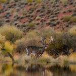 coues deer hunts