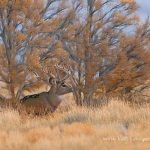 eastern colorado mule deer hunting