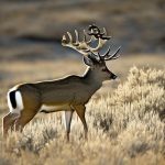 eastern montana mule deer hunting