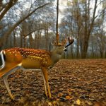 facts about hunting deer