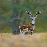 fallow deer hunting texas