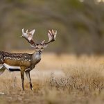 fallow deer hunting in texas