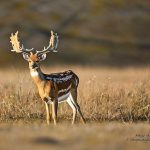 fallow deer hunts in texas