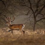 fallow deer hunt texas