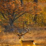 golden triangle deer hunting