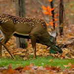 3 day ohio deer hunt