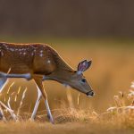 45 colt deer hunting