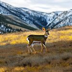 hunting high country mule deer