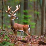 nc deer hunting forum