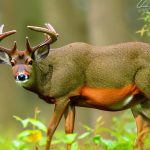 deer hunting nc forum