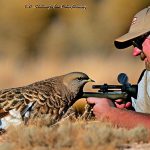 best dove hunting in new mexico