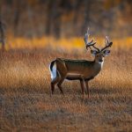 mule deer hunting saskatchewan canada