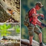 dove hunting shorts